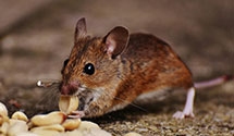 24 Hour & Emergency Exterminators in Mason City, IL